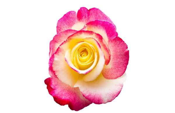 Red Yellow Rose Isolated White Background — Stock Photo, Image