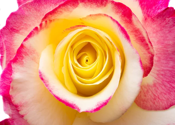 Czerwono Żółta Róża Izolowana Białym Tle — Zdjęcie stockowe