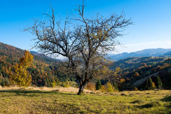 喀尔巴阡山脉的秋天风景 — 图库照片