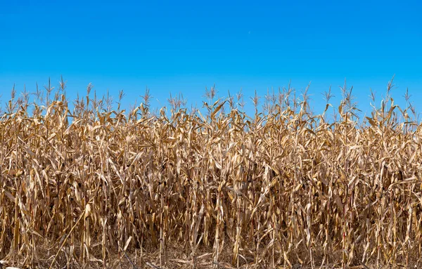 Dry Corn Field Sunny Day — Stock Photo, Image