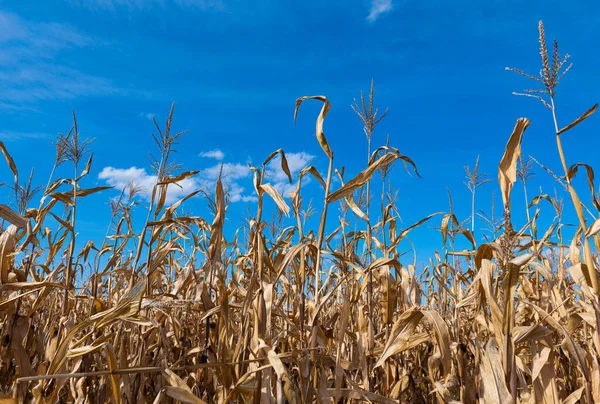 Trockenes Maisfeld Einem Sonnigen Tag — Stockfoto