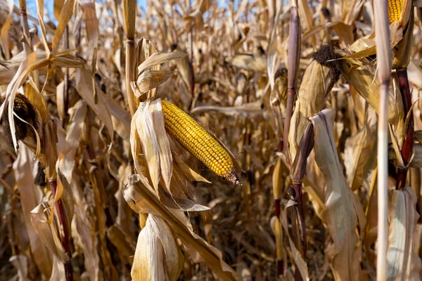 Dry Corn Field Sunny Day — Stock Photo, Image