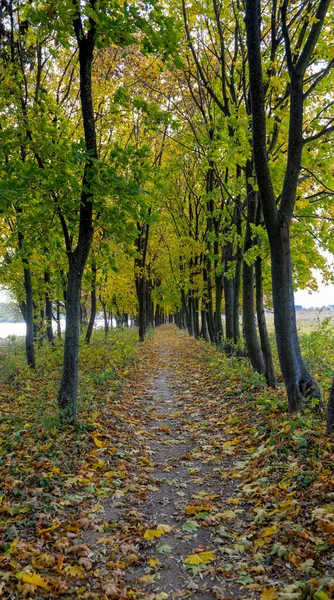 Ahorn Herbst Allee Mit Herbstblättern — Stockfoto