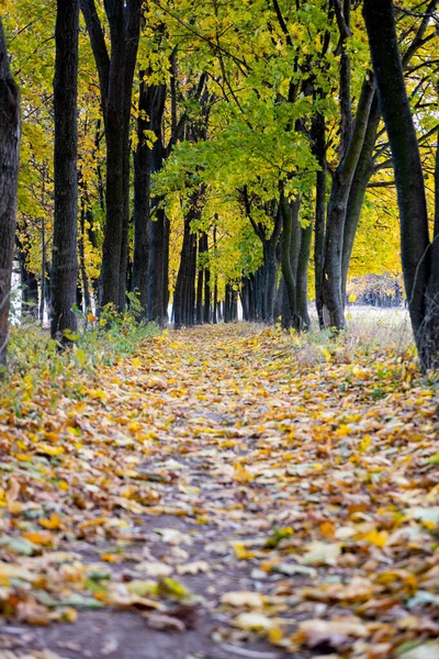 Кленовая Осенняя Аллея Осенними Листьями — стоковое фото