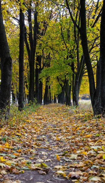 Javorová Podzimní Ulička Podzimními Listy — Stock fotografie