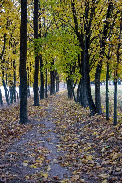 Ahorn Herbst Allee Mit Herbstblättern — Stockfoto