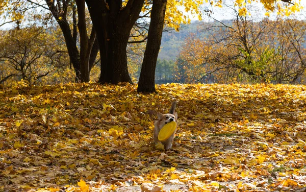 Валлийский Пемброк Корги Солнечный Осенний День Прогулки — стоковое фото
