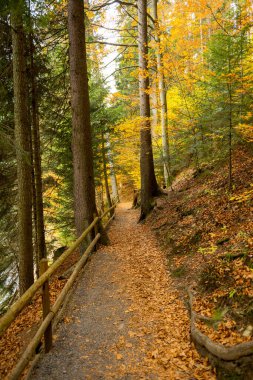 Karpatlar 'da sonbahar manzarası 