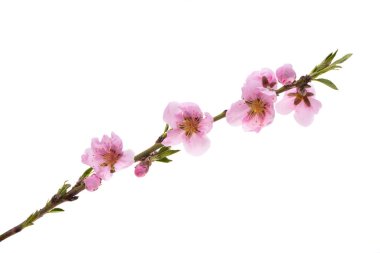 Beyaz arka planda izole edilmiş güzel sakura çiçeği. 