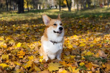 Sonbahar güneşli bir günde Galli Corgi Pembroke yürüyüşe çıktı. 