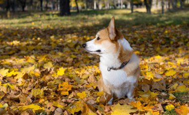 Sonbahar güneşli bir günde Galli Corgi Pembroke yürüyüşe çıktı. 