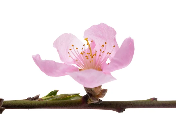 Beautiful Sakura Flower Isolated White Background — Stock Photo, Image