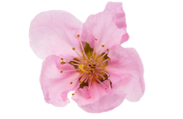 Beyaz Arka Planda Izole Edilmiş Güzel Sakura Çiçeği — Stok fotoğraf