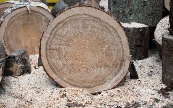 Cut Spruce Tree Close — Stock Photo, Image