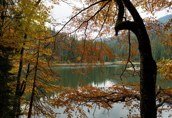 Autumn Landscape Synevyr Lake — Stock Photo, Image