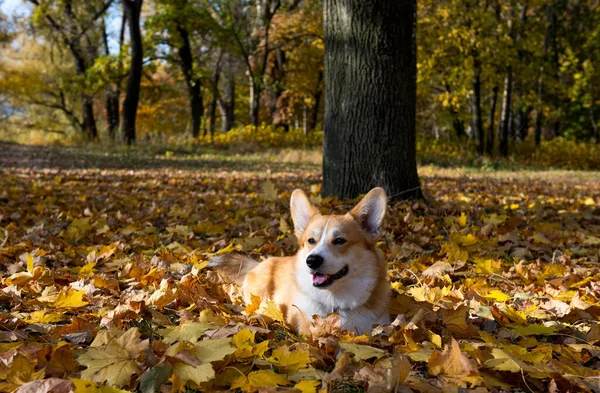 Pembroke Corgi Gallesi Una Passeggiata Una Giornata Sole Autunnale — Foto Stock