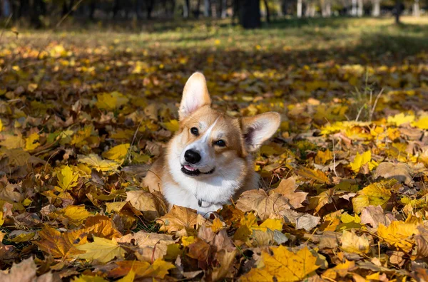 Pembroke Corgi Gallesi Una Passeggiata Una Giornata Sole Autunnale — Foto Stock