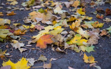 Sonbahar yapraklarının zemindeki arkaplanı 