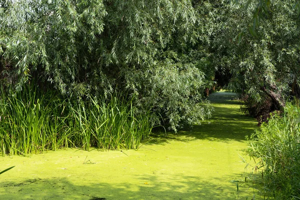 Pond Green Mud Summer — Stock Photo, Image