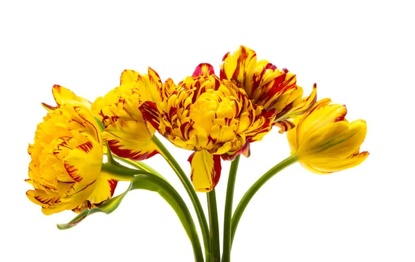 Yellow Tulip Isolated White Background — Stock Photo, Image