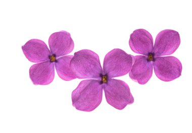 Beyaz arkaplanda yalıtılmış leylak çiçekleri 