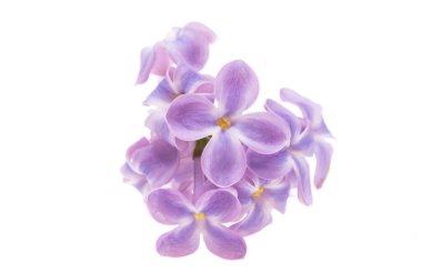 Beyaz arkaplanda yalıtılmış leylak çiçekleri 