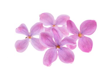 Beyaz arkaplanda yalıtılmış leylak çiçekleri 