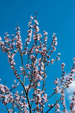 Güneşli bir günde çiçek açan sakura ağacı