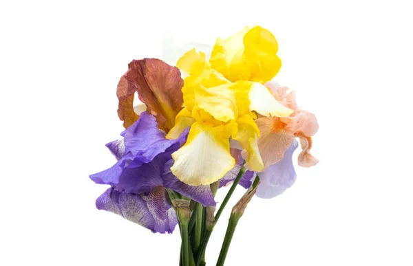 Iris Bouquet Isolated White Background — Stock Photo, Image