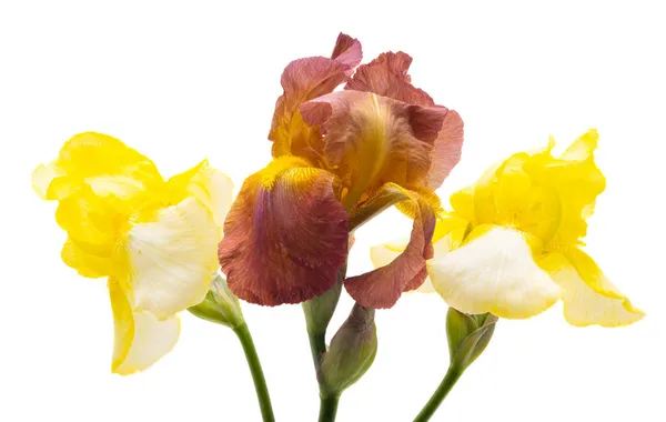 Iris Bouquet Isolated White Background — Stock Photo, Image