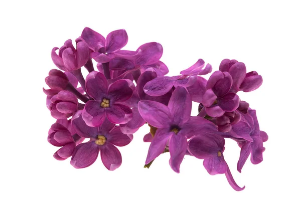 Lilac Flowers Isolated White Background — Stock Photo, Image