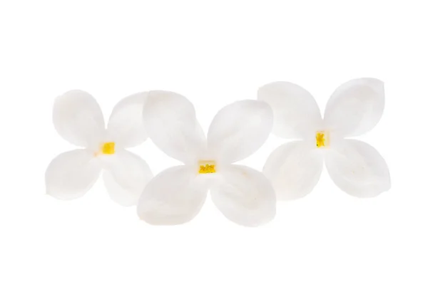 Flores Lila Aisladas Sobre Fondo Blanco —  Fotos de Stock