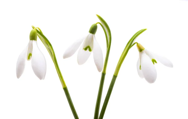 Snowdrop Close Isolated White Background — Stock Photo, Image
