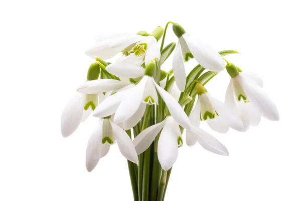 Snowdrop Close Isolated White Background — Stock Photo, Image
