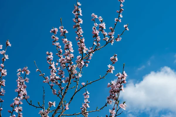 艳阳天盛开的樱花树 — 图库照片
