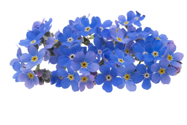 Blauwe Forget Bloemen Geïsoleerd Witte Achtergrond — Stockfoto