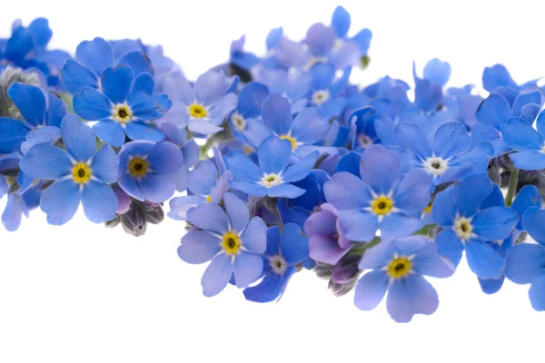 Blauwe Forget Bloemen Geïsoleerd Witte Achtergrond — Stockfoto