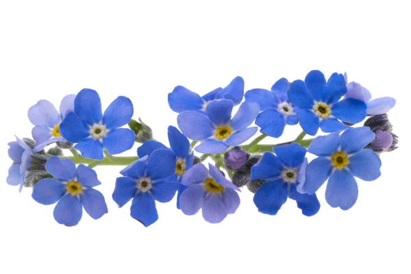 Blå Förgätmigej Blommor Isolerad Vit Bakgrund — Stockfoto