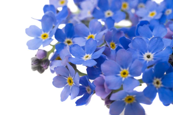 Blue Forget Flowers Isolated White Background — Stock Photo, Image