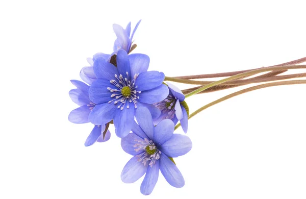 Hepatica Nobilis White Background — Stock Photo, Image