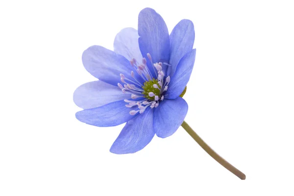 Hepatica Nobilis Auf Weißem Hintergrund — Stockfoto