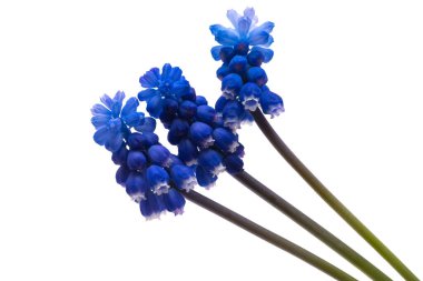 Mavi muscari beyaz arkaplanda izole edilmiş 