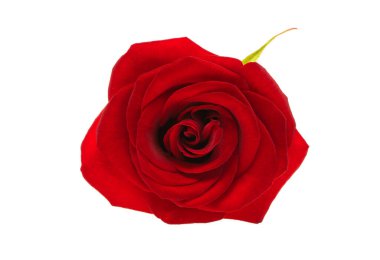 kırmızı gül beyaz arkaplanda izole 