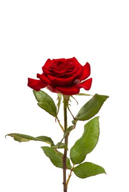 kırmızı gül beyaz arkaplanda izole 