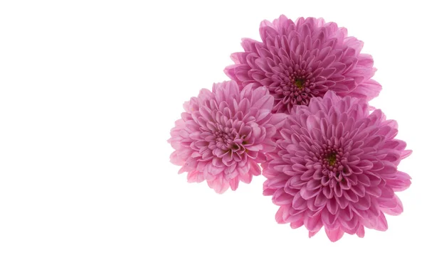 白地に隔離された美しい菊 — ストック写真