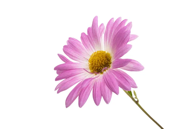 Beau Chrysanthème Isolé Sur Fond Blanc — Photo