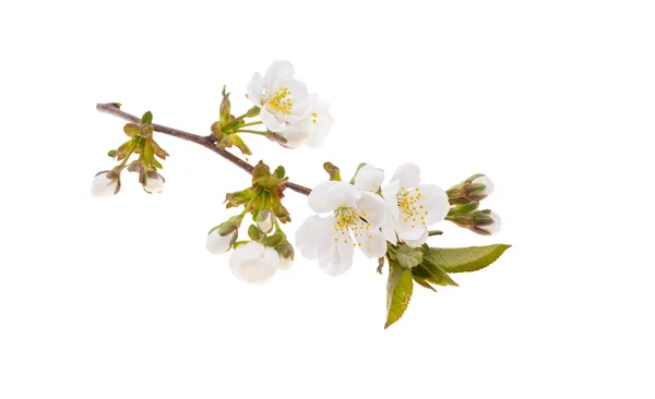 Flores Cerezo Aisladas Sobre Fondo Blanco — Foto de Stock