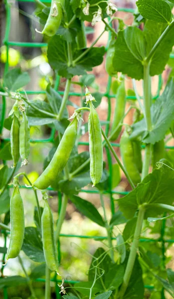 Groene Erwten Die Boerderij Groeien — Stockfoto