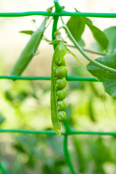 農場で育った緑のエンドウ豆は — ストック写真