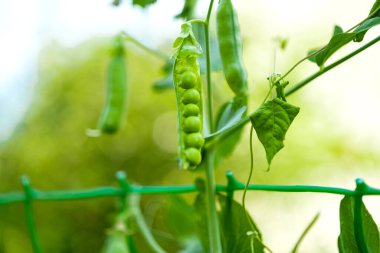Çiftlikte büyüyen yeşil bezelyeler 